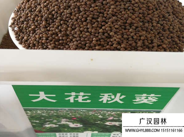 大花秋葵種子