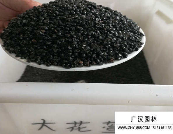 大花萱草種子