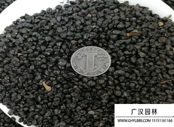 大花萱草種子