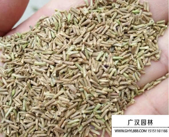 美女櫻種子