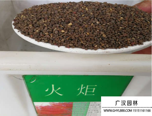 火炬花種子
