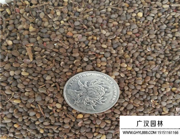 火炬花種子