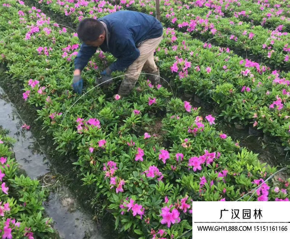毛鵑