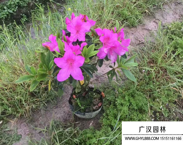 毛鵑