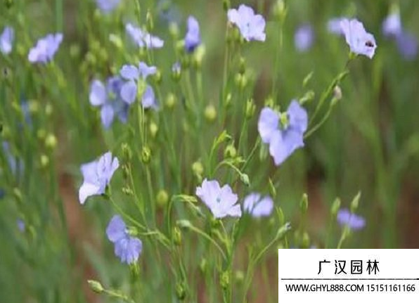 黃金亞麻種子