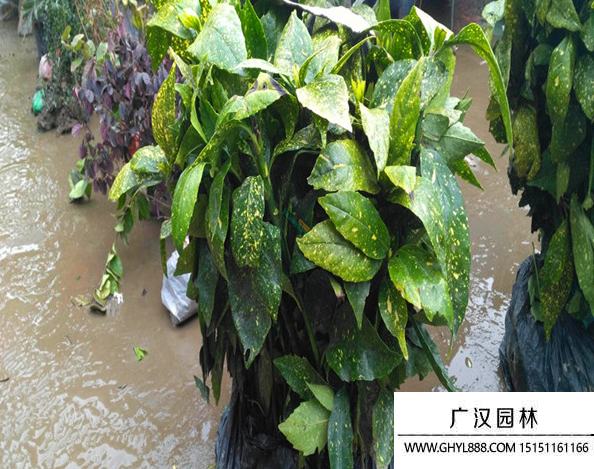 灑金珊瑚