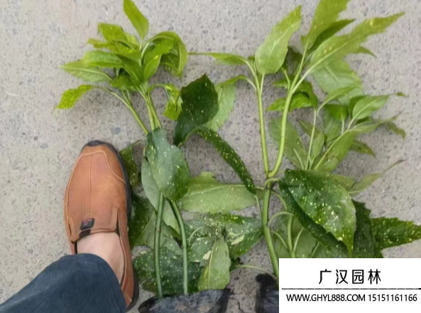 灑金珊瑚