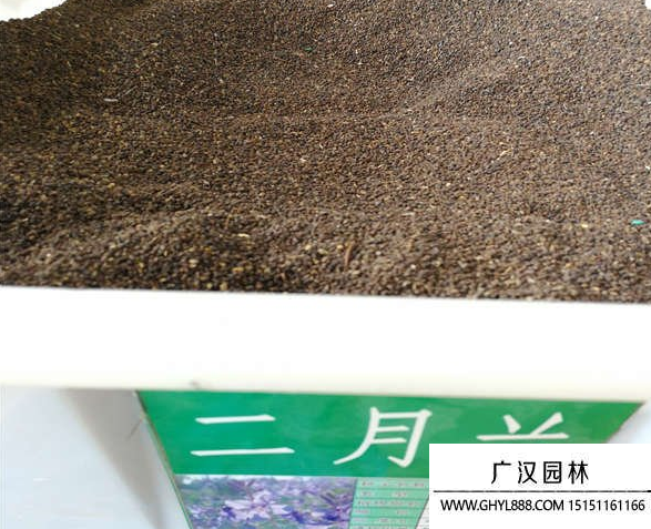 二月蘭種子