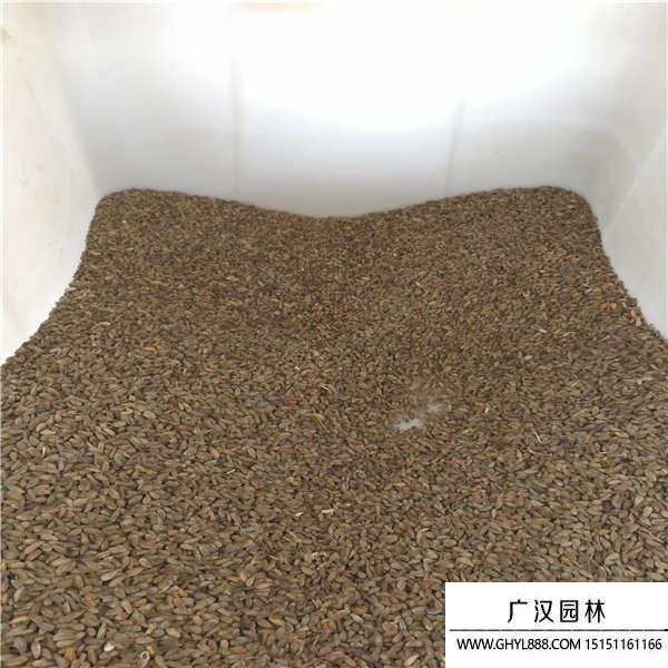 非洲菊種子