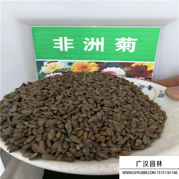 非洲菊種子