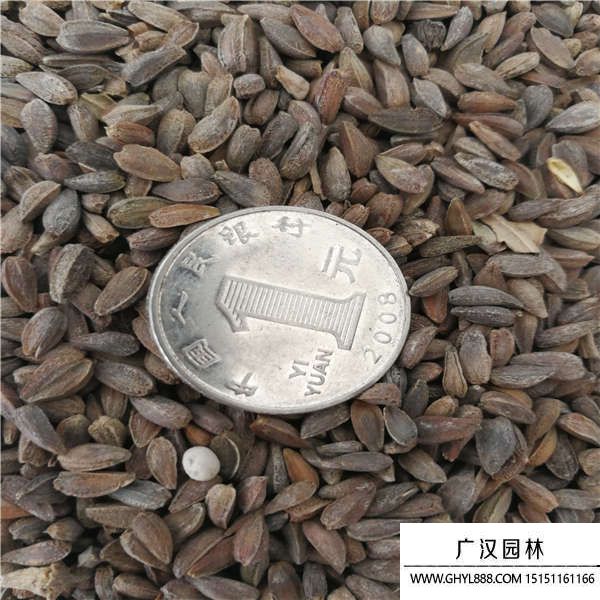 非洲菊種子
