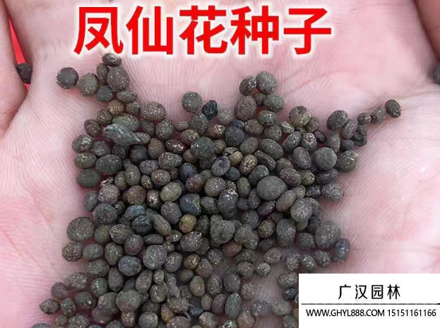 鳳仙花種子