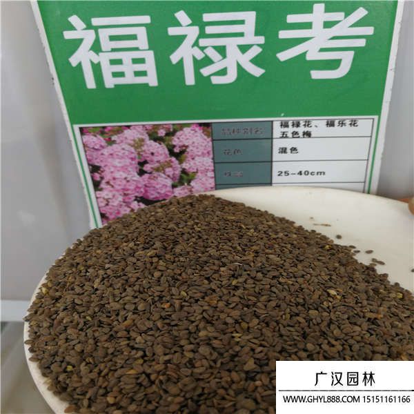福祿考種子