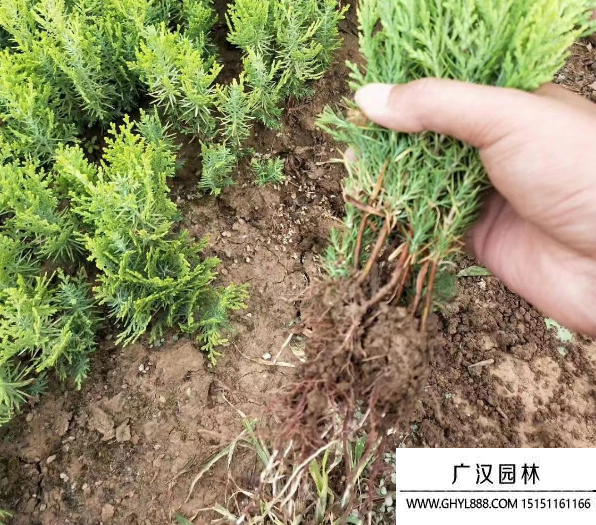 灑金柏