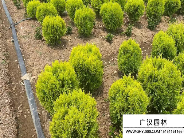 灑金柏
