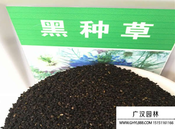 黑種草種子