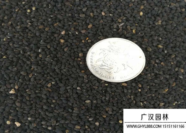 黑種草種子