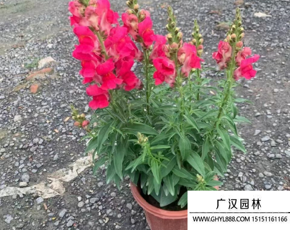 金魚草