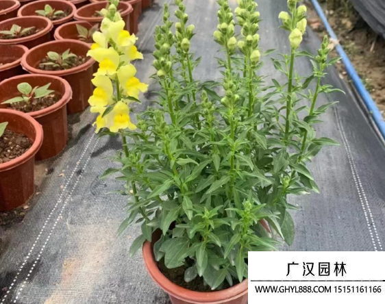 金魚草