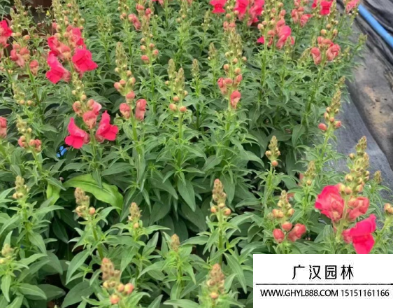 金魚草