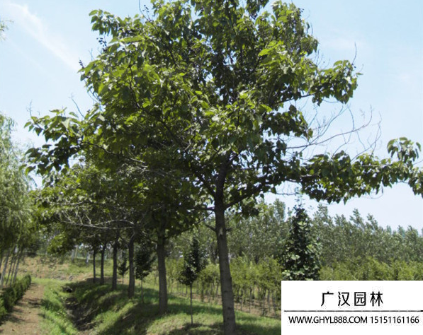 泡桐樹