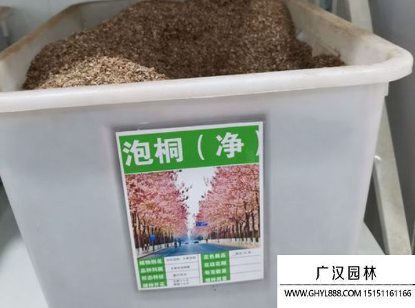 泡桐樹種子