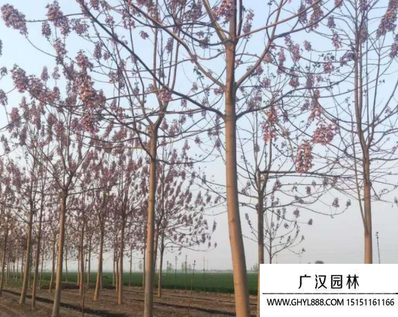 泡桐樹
