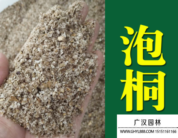 泡桐樹種子