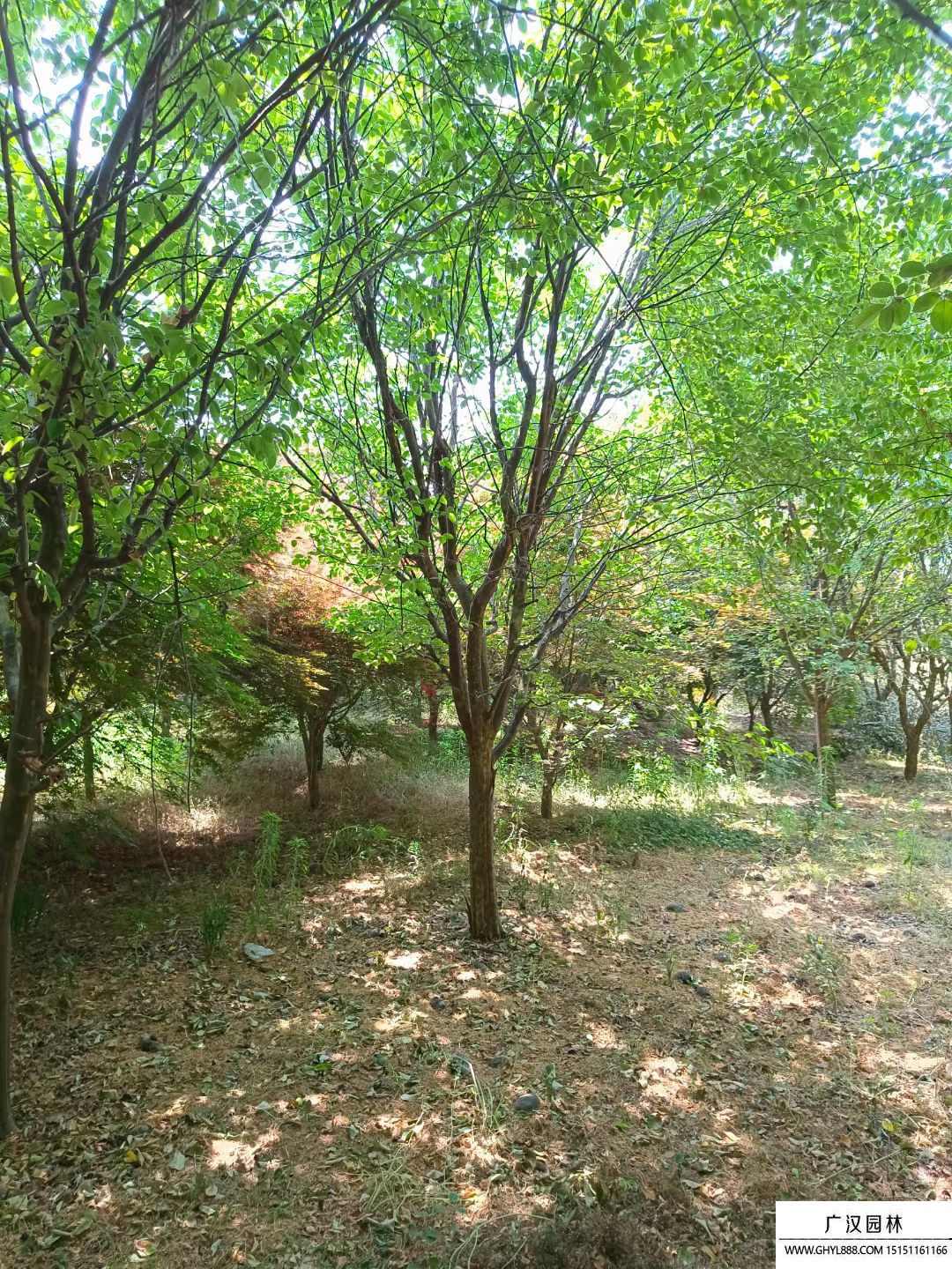 木瓜樹