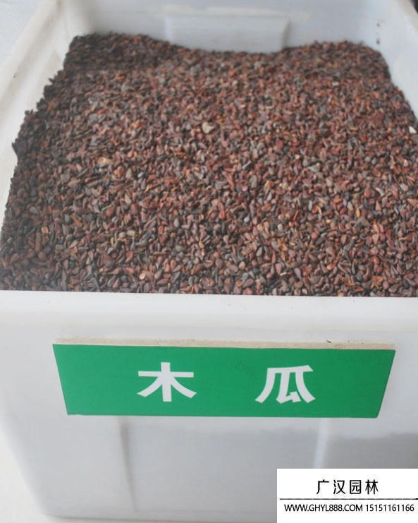 木瓜樹種子