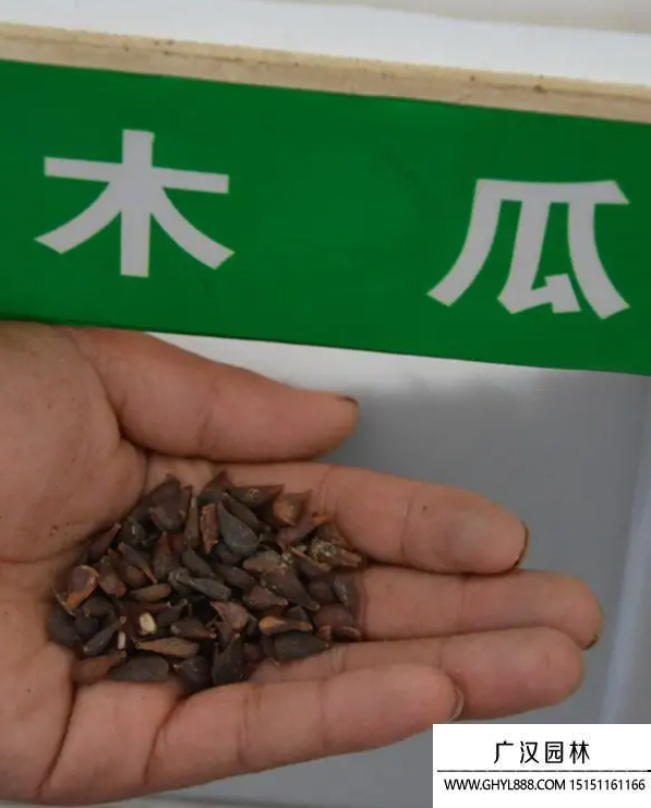 木瓜樹種子