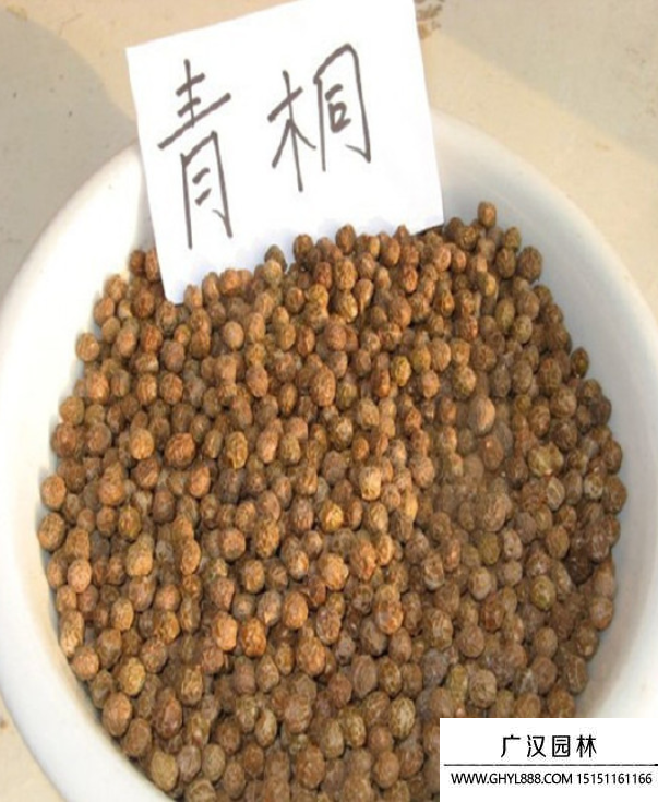 青桐樹種子