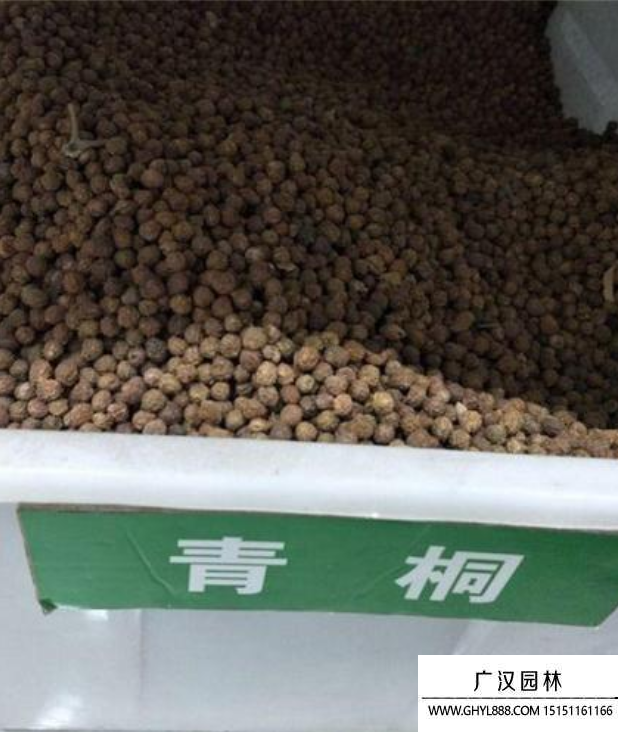 青桐樹種子