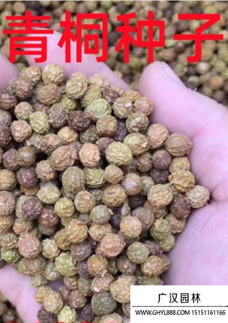 青桐樹種子