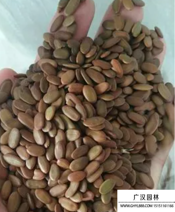 合歡種子