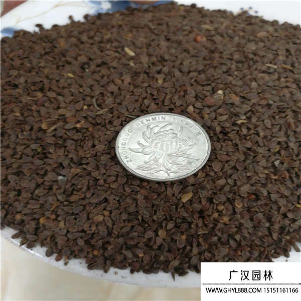 假龍頭種子
