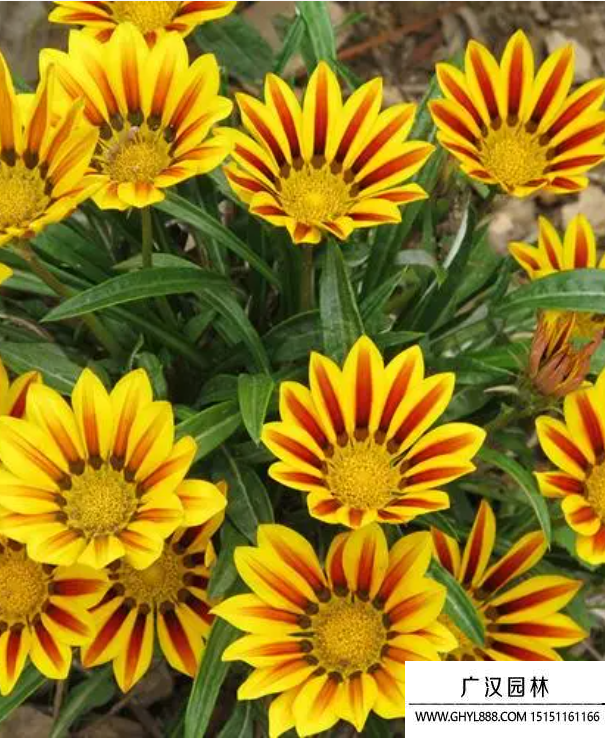 勛章菊