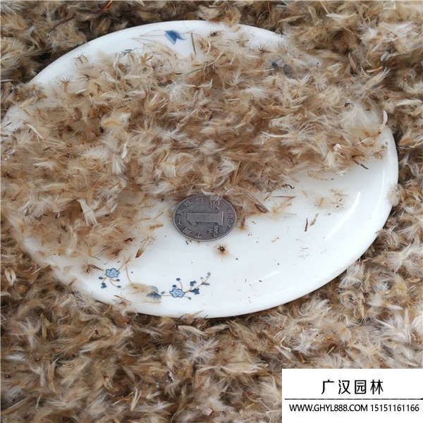 勛章菊種子