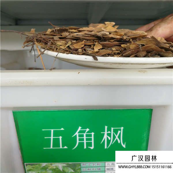 五角楓種子