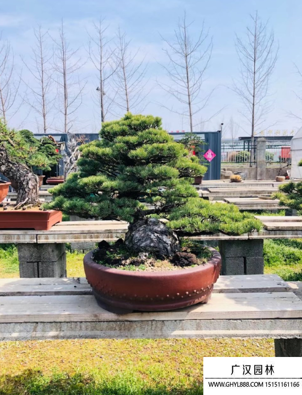 宮島大阪松盆景