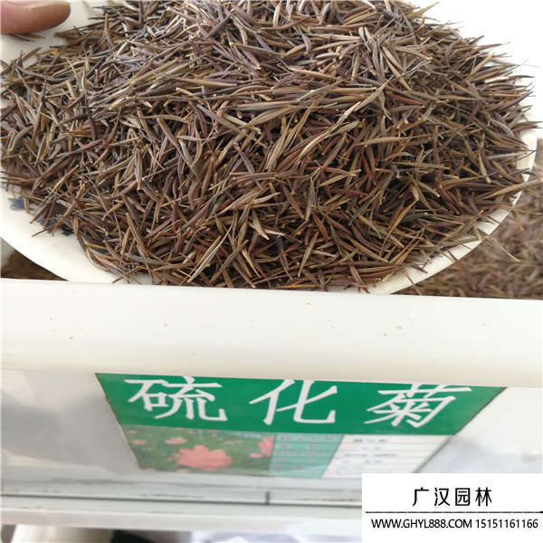 硫華菊種子