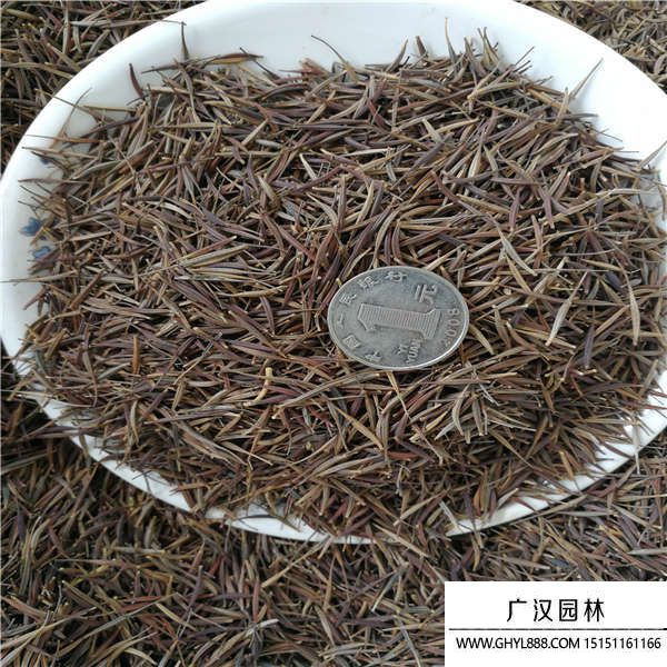 硫華菊種子