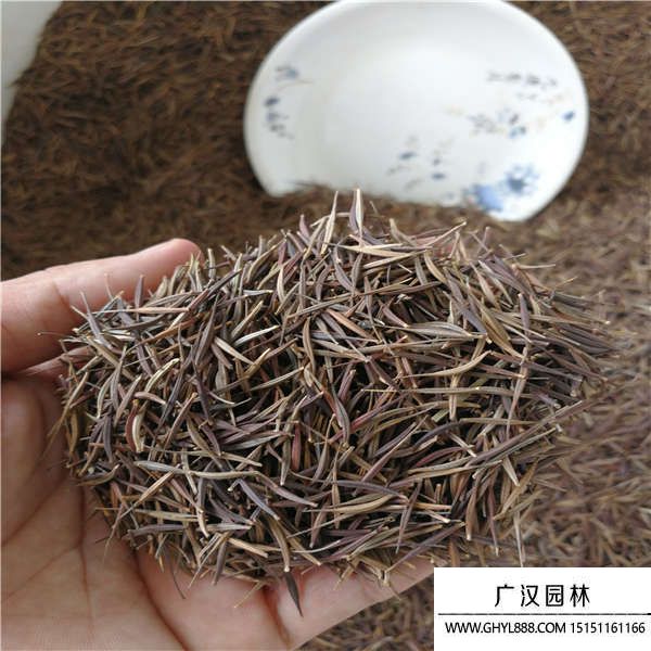 硫華菊種子