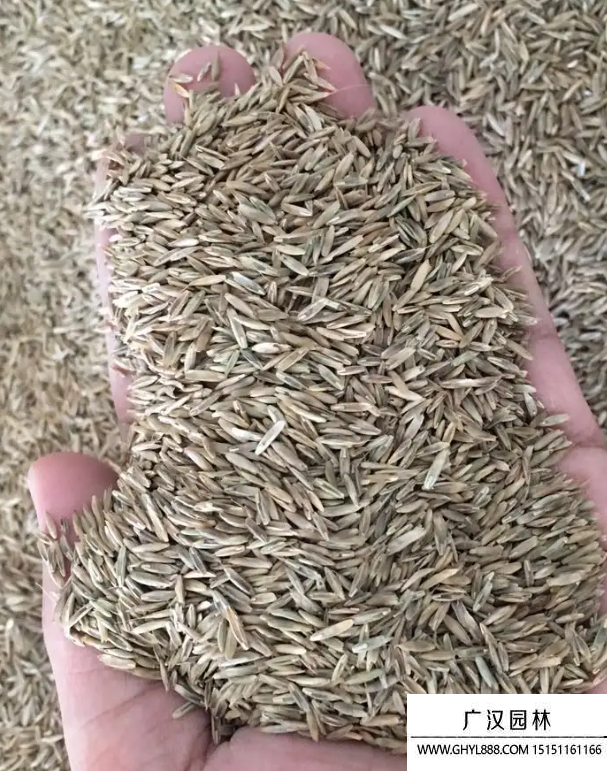 包衣黑麥草種子