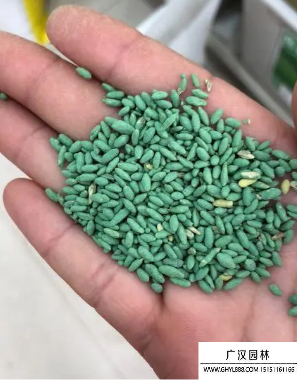 包衣黑麥草種子