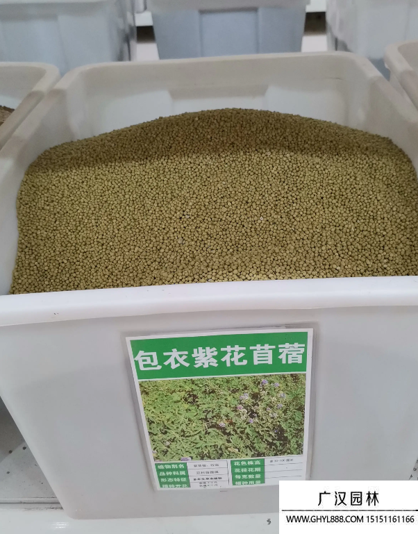 包衣紫花苜蓿種子