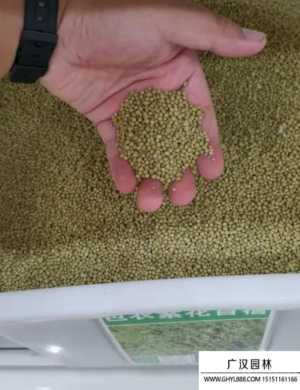包衣紫花苜蓿種子