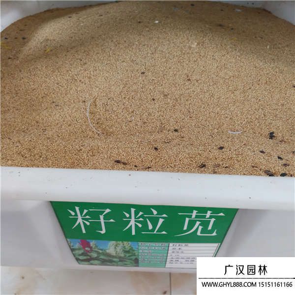 籽粒莧種子