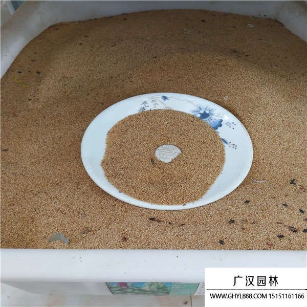 籽粒莧種子