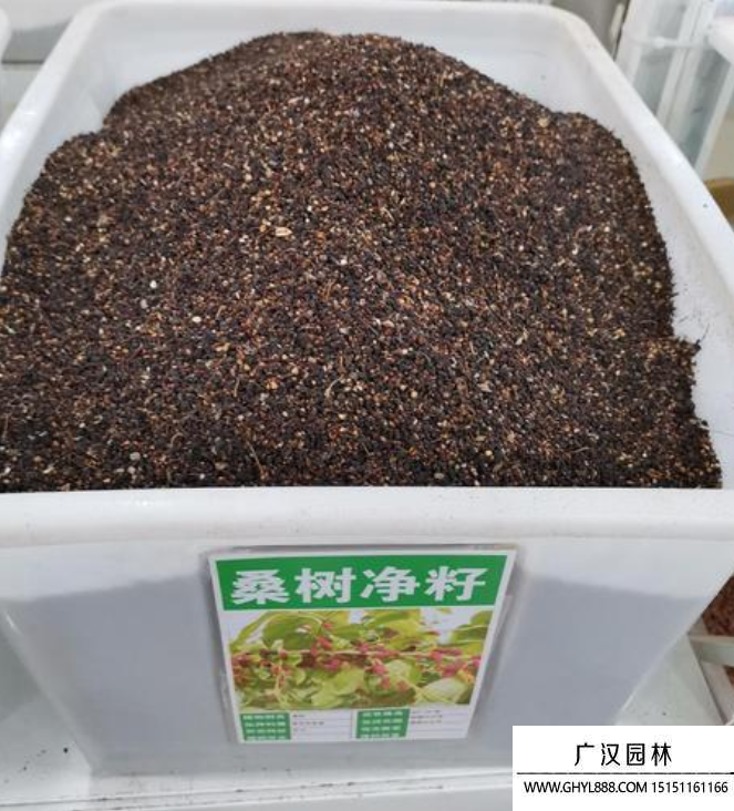 果桑種子